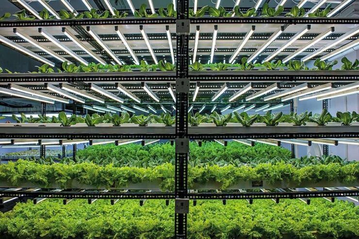 Exploring the Market for Vertical Farm Produce in India