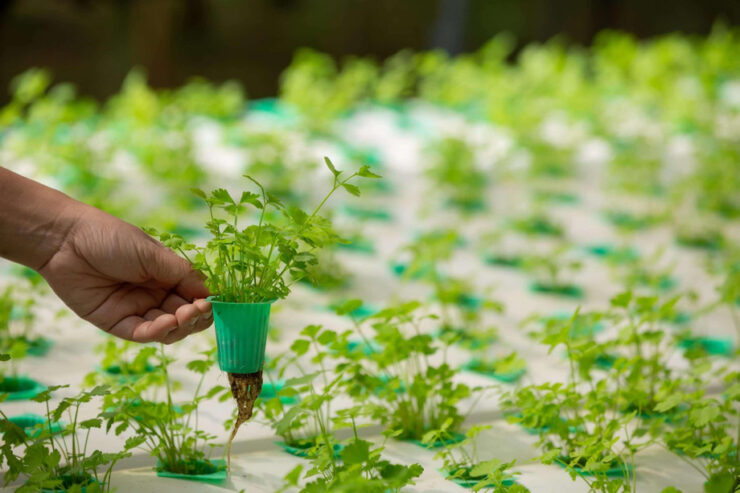 Aeroponic Farming: The Key to Growing More with Less in India