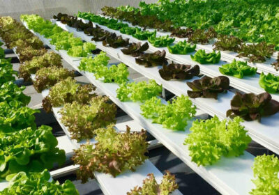 Cost-Benefits-of-Hydroponics-Training-Programs-Near-You