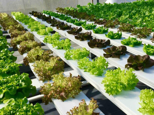Cost & Benefits of Hydroponics Training Programs Near You
