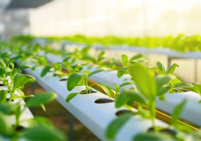 Tips-for-Growing-Herbs-and-Leafy-Greens-Hydroponically-in-Your-Kitchen