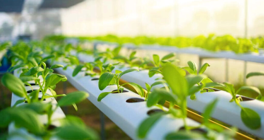 Tips for Growing Herbs and Leafy Greens Hydroponically in Your Kitchen