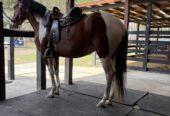Young mare 5 years old good size good step, tame to farrier and if handle, ideal for trail more info dm me
