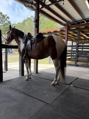 Young mare 5 years old good size good step, tame to farrier and if handle, ideal for trail more info dm me