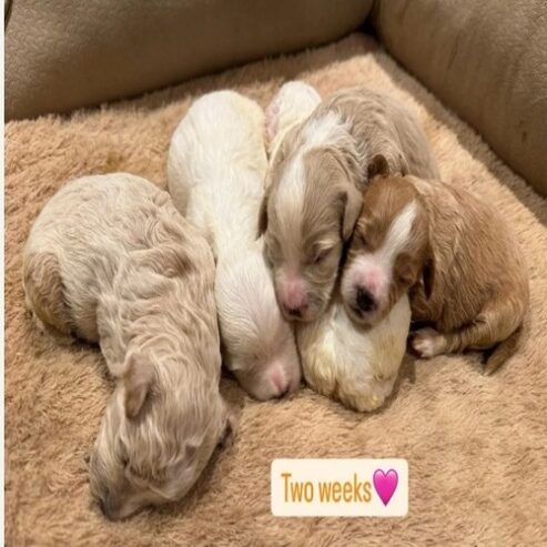 If you are looking for a loyal, intelligent, and affectionate dog, our beautiful maltipoo are ready to find their forever homes ! These puppies combine the best traits of two fantastic breeds, making them the ideal family pet.