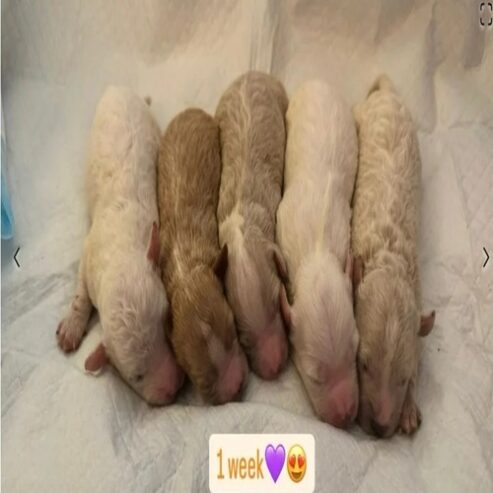If you are looking for a loyal, intelligent, and affectionate dog, our beautiful maltipoo are ready to find their forever homes ! These puppies combine the best traits of two fantastic breeds, making them the ideal family pet.