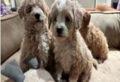 If you are looking for a loyal, intelligent, and affectionate dog, our beautiful maltipoo are ready to find their forever homes ! These puppies combine the best traits of two fantastic breeds, making them the ideal family pet.