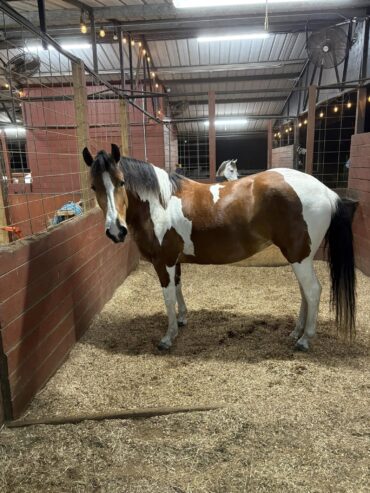 Young mare 5 years old good size good step, tame to farrier and if handle, ideal for trail more info dm me