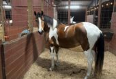 Young mare 5 years old good size good step, tame to farrier and if handle, ideal for trail more info dm me