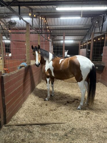 Young mare 5 years old good size good step, tame to farrier and if handle, ideal for trail more info dm me