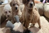 If you are looking for a loyal, intelligent, and affectionate dog, our beautiful maltipoo are ready to find their forever homes ! These puppies combine the best traits of two fantastic breeds, making them the ideal family pet.