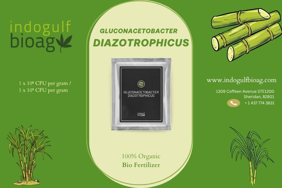 Limited-Time Offer on Gluconacetobacter diazotrophicus – Order Now & Save