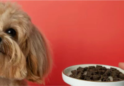 Top-Benefits-of-Hard-and-Soft-Chews-for-Your-Dogs-Health