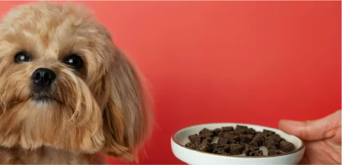 Top Benefits of Hard and Soft Chews for Your Dog’s Health!!