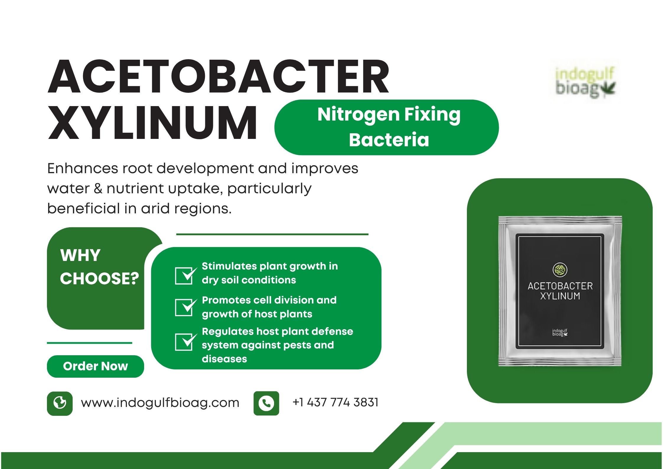 Acetobacter xylinum Bulk Orders Accepted – Inquire Now!