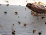 Bugs Or US Pest Control