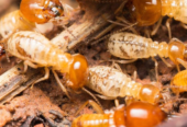 Bugs Or US Pest Control