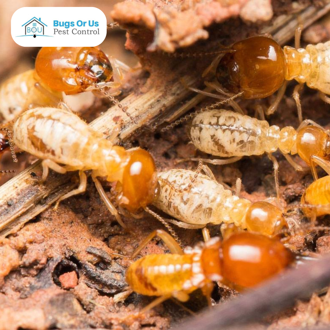 Bugs Or US Pest Control