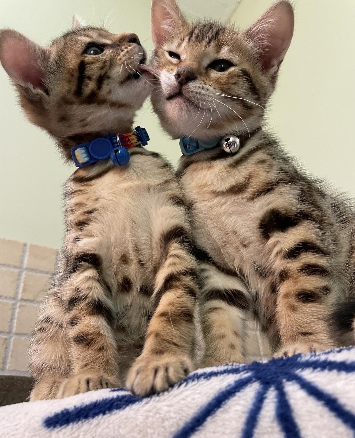 Bengal kittens