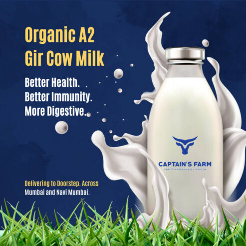 Inside a Pure-Breed Dairy: How Captain’s Farm Raises Their Own Gir Cows with Care