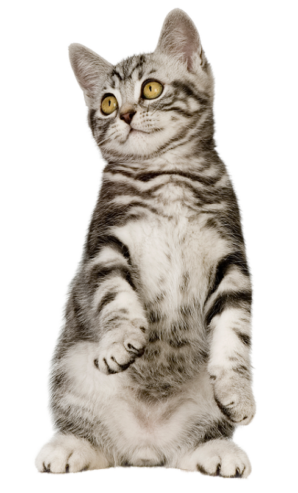 Top 10 Wet Treats for Cats You Can Buy Online Today!!