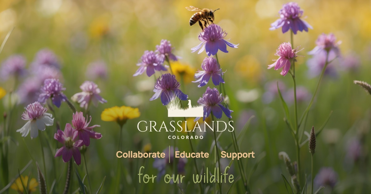 Grasslands Colorado