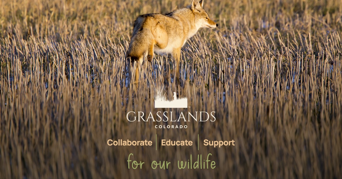 Grasslands Colorado