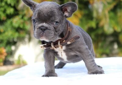 french-bulldog-puppy-picture-b4bd0b36-153f-4043-a38e-b305cf13f3ce