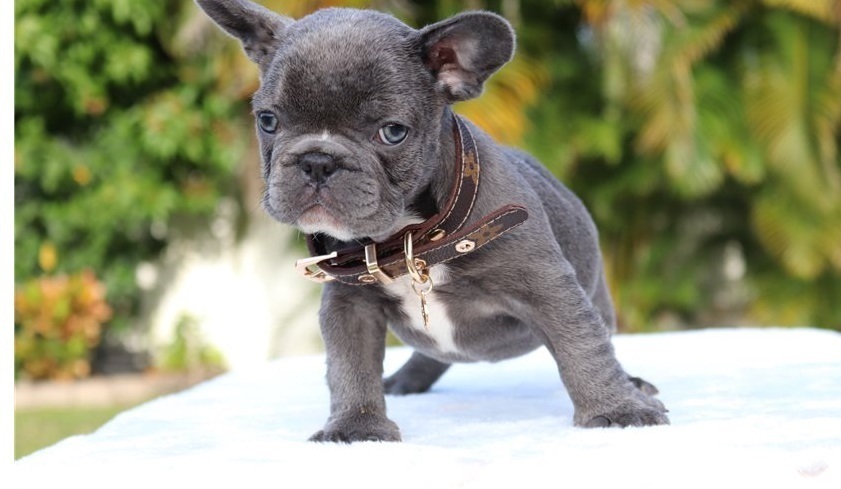 Cute French bulldog puppies