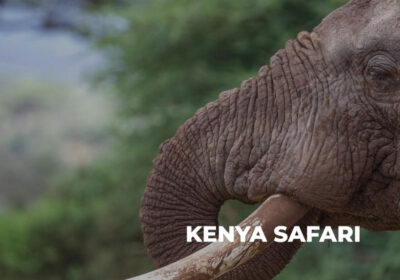 Explore-Kenya-Best-Wildlife-Safari-Tour-Packages-from-India-2025