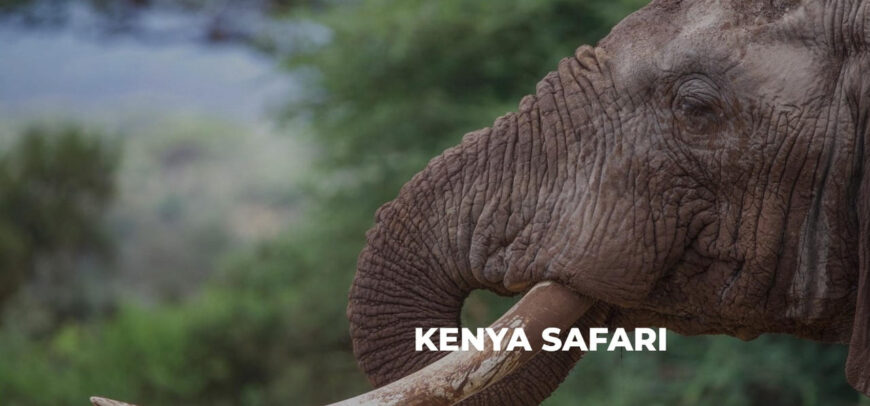 Explore Kenya: Best Wildlife & Safari Tour Packages from India 2025