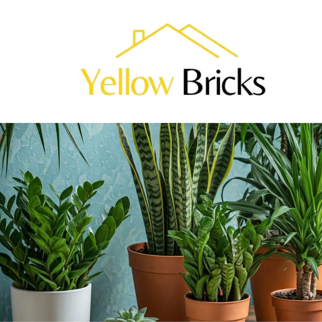 Low Light Indoor Plants to Brighten Dim Spaces