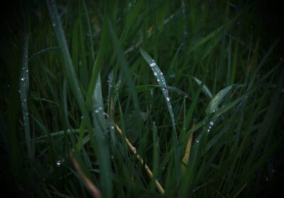 Termite-inspection-Melbourne