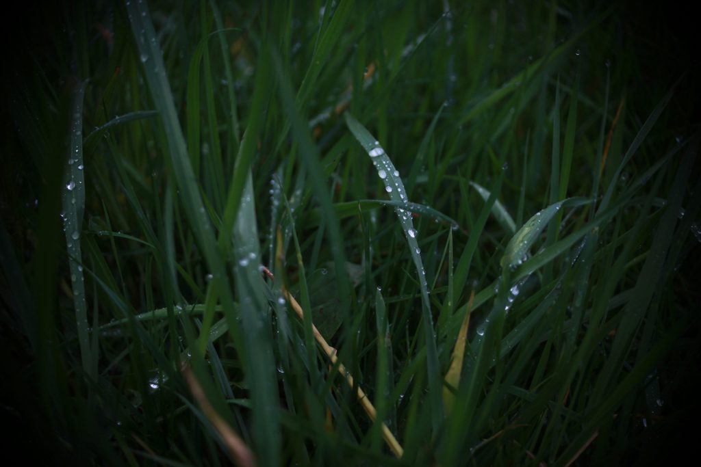 Termite inspection Melbourne