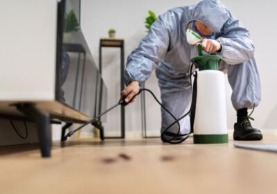 Pest-inspection-St.-Pete